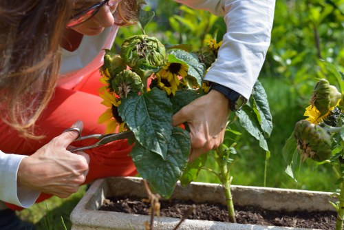 Sustainable gardening practices in a Turnham Green backyard