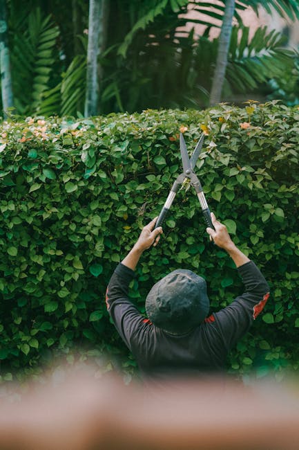 A person wearing a dark long-sleeved shirt and a grey cap is seen from behind, using large garden shears to trim a dense, well-maintained hedge with small, glossy green leaves. The hedge forms a neat 