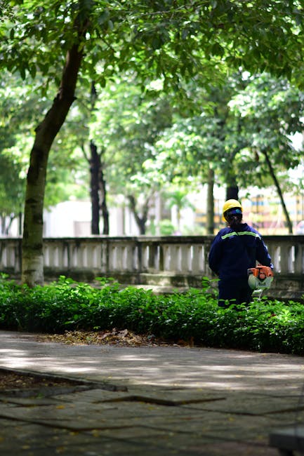 A person wearing a dark long-sleeved shirt and a grey cap is seen from behind, using large garden shears to trim a dense, well-maintained hedge with small, glossy green leaves. The hedge forms a neat 